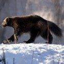 Vancouver Island Wolverine