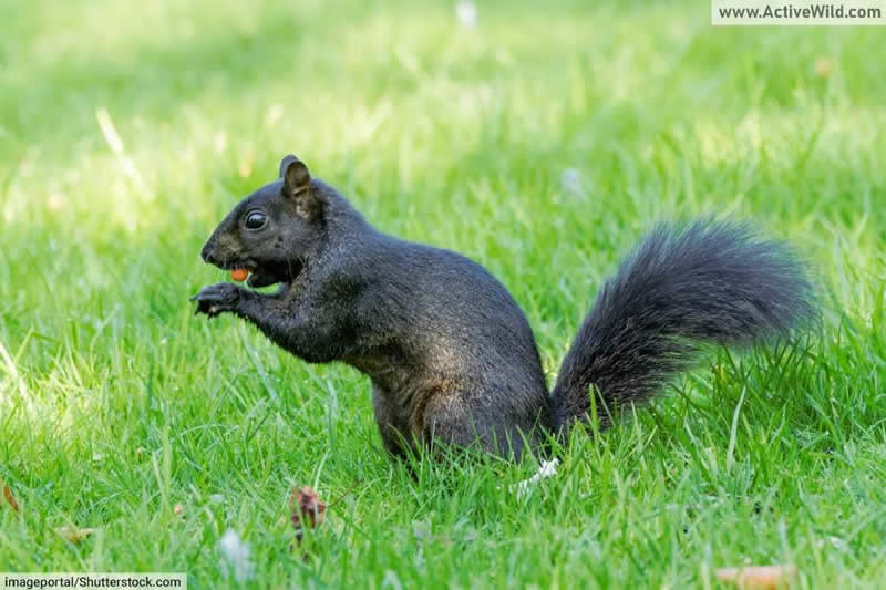 Black squirrel - Melanistic gray squirrel