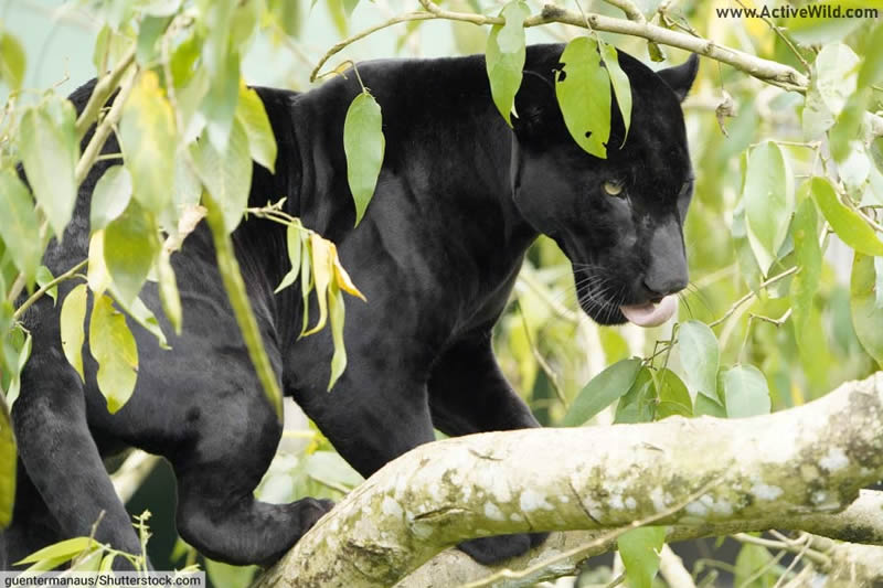Jaguar Panther