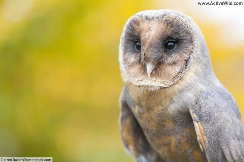Melanistic barn owl