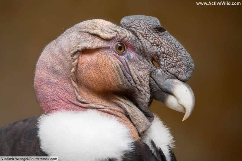 Andean Condor face closeup