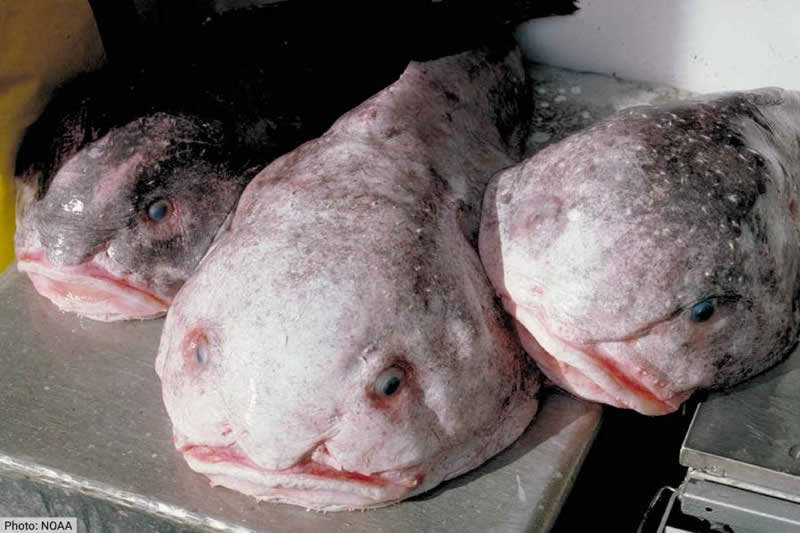 Blobfish ugly animal