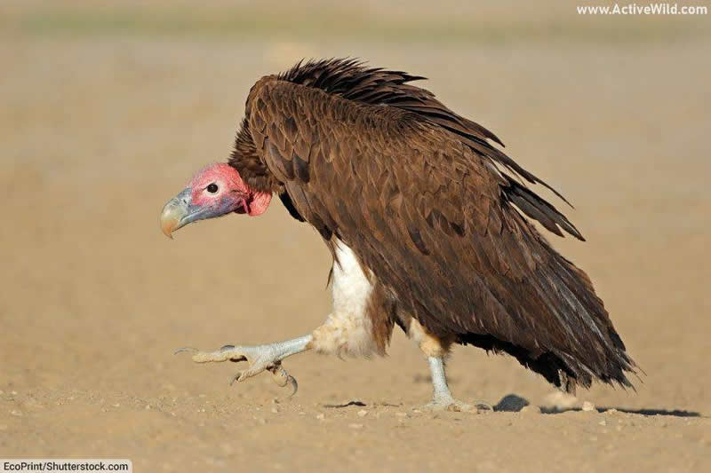 Lappet faced vulture