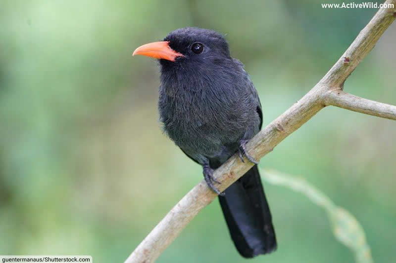 Black-fronted nunbird (Monasa nigrifrons)