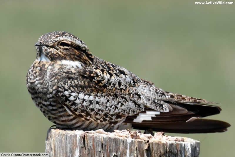 Common Nighthawk