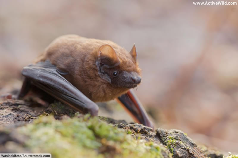 Common Noctule Bat