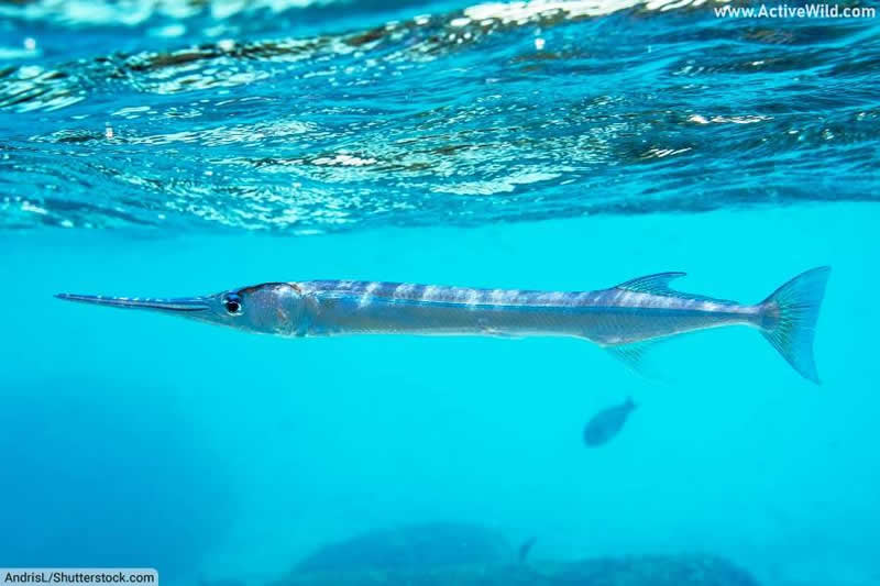 Crocodile Needlefish Houndfish