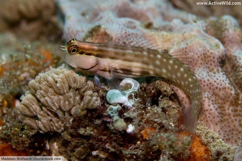 Nalolo Blenny fish