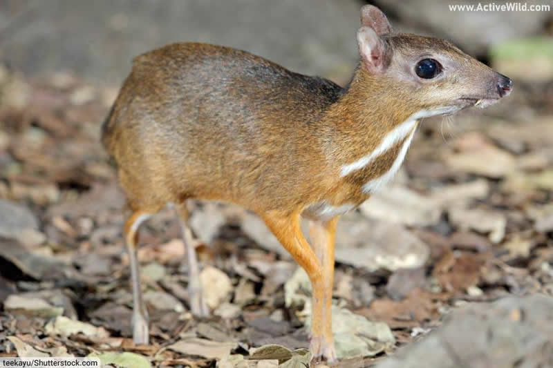 Napu greater mouse deer