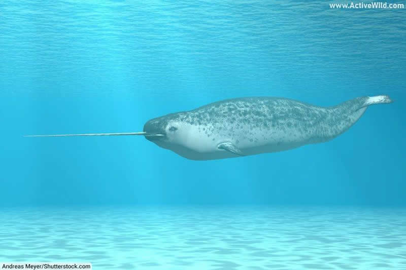 Narwhal