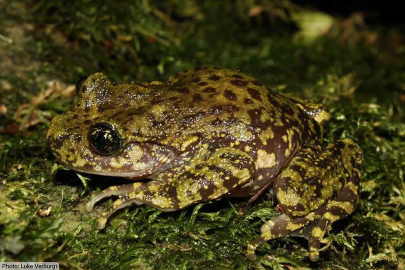 Natal Ghost Frog