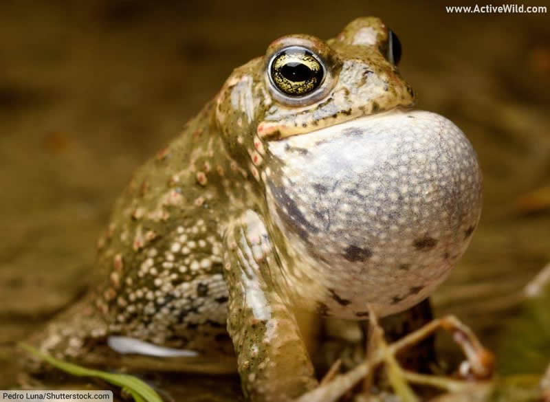 Natterjack Toad