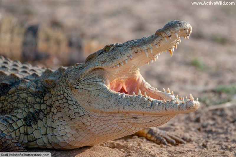 Nile Crocodile