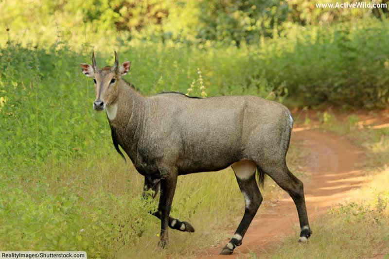 Nilgai