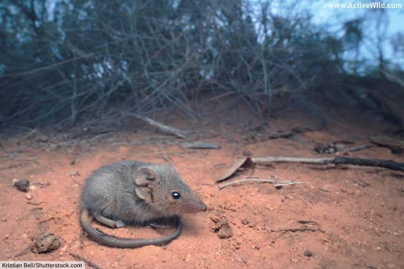 southern ningaui (Ningaui yvonneae)