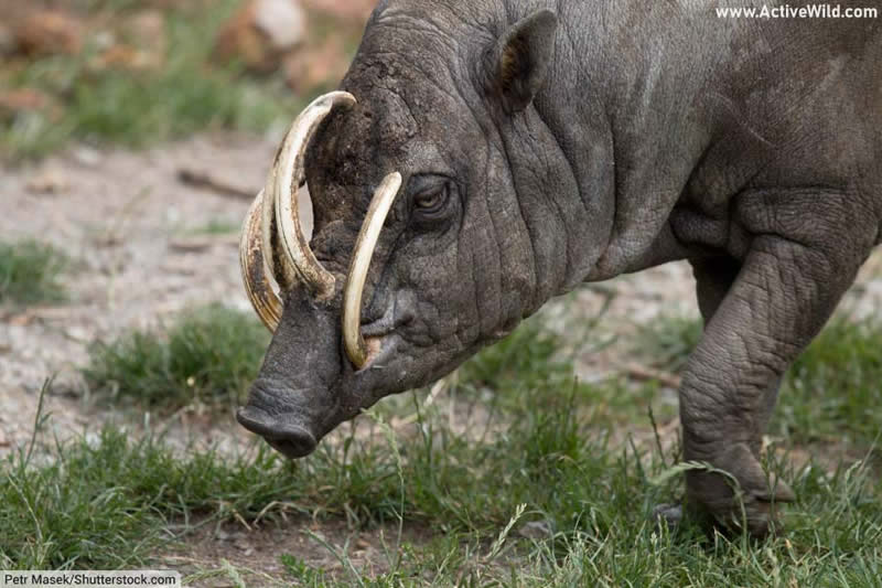 North Sulawesi Babirusa