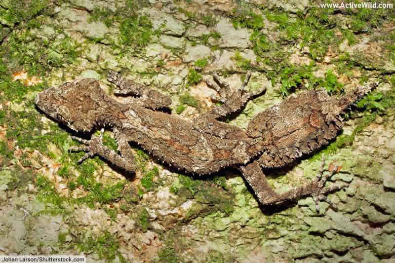 Northern Leaf-Tailed Gecko