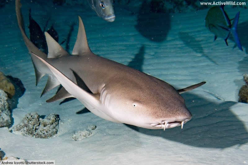 Nurse Shark