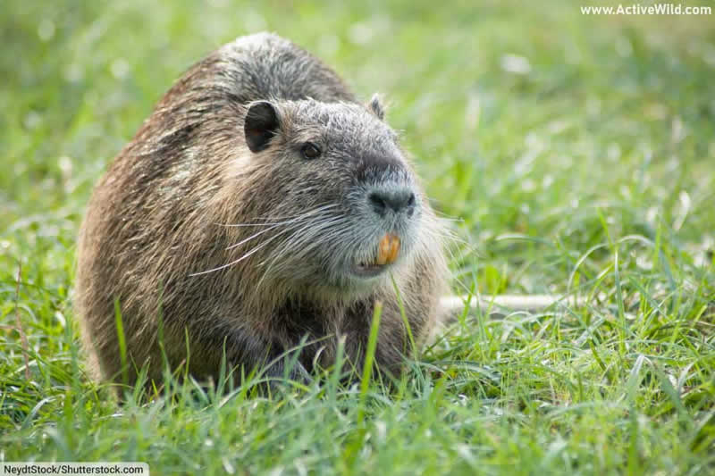 Nutria