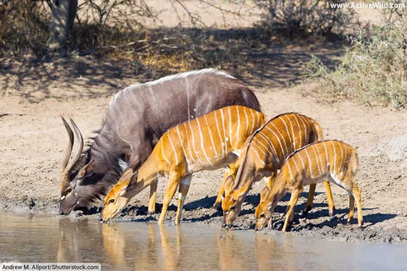 Nyala