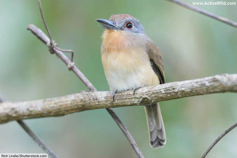 gray cheeked nunlet