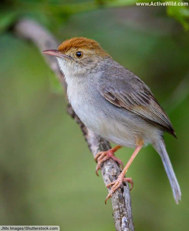 neddicky cisticola