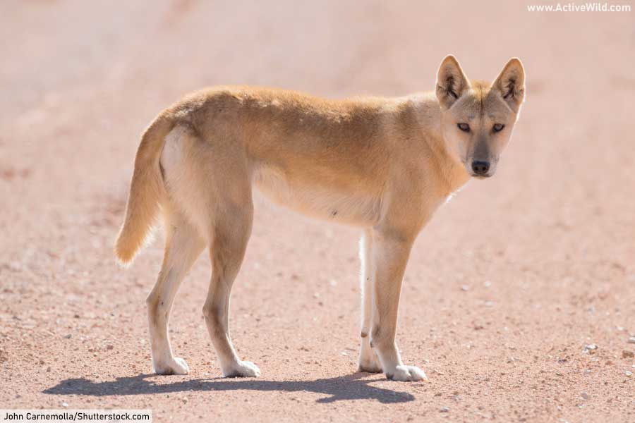 Dingo Australian Wild Dog Species