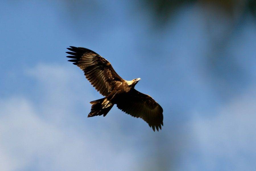 Wedge Tailed Eagle
