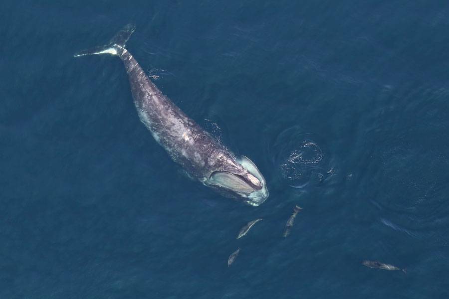 North Atlantic right whale with dolphins