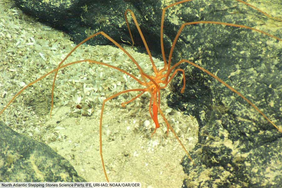 Arthropod Sea Spider