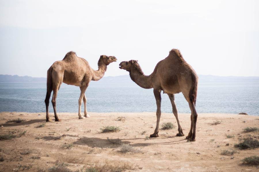 Camels Dromedary.