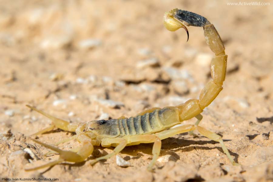 Deathstalker Scorpion with stinger raised