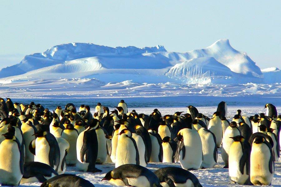 Emperor penguins on Antarctica