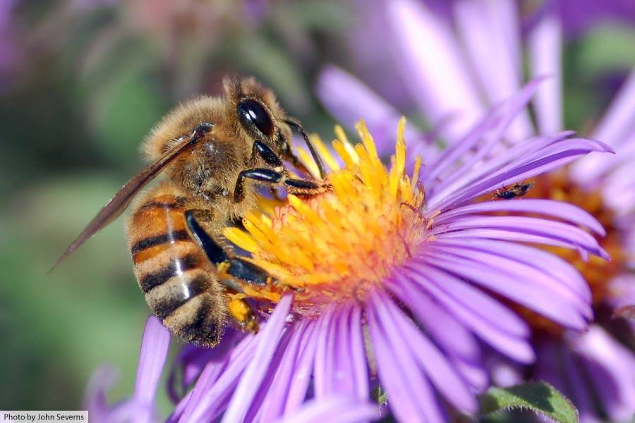 European honey bee on flower