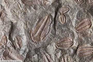 thumbnail trilobite