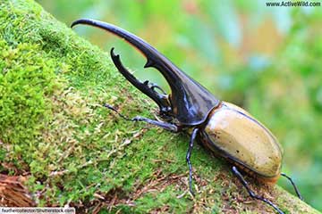 thumbnail beetle