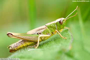 thumbnail-Grasshopper