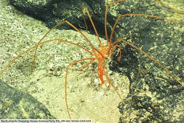 thumbnail-Sea-Spider