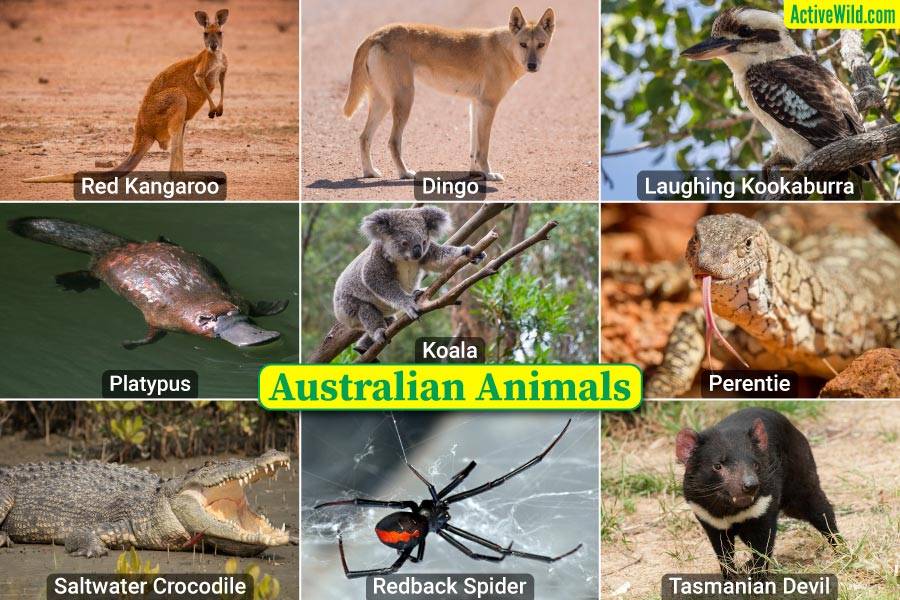 Australian Animals