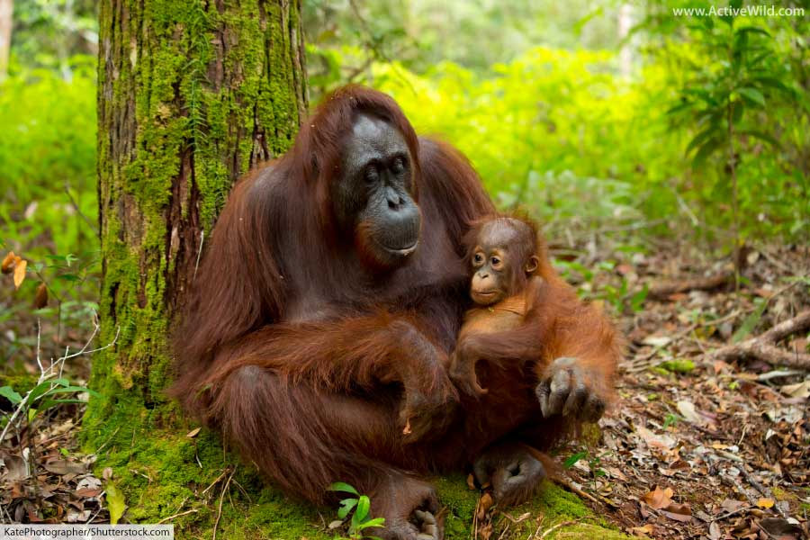 Mammal Orangutan