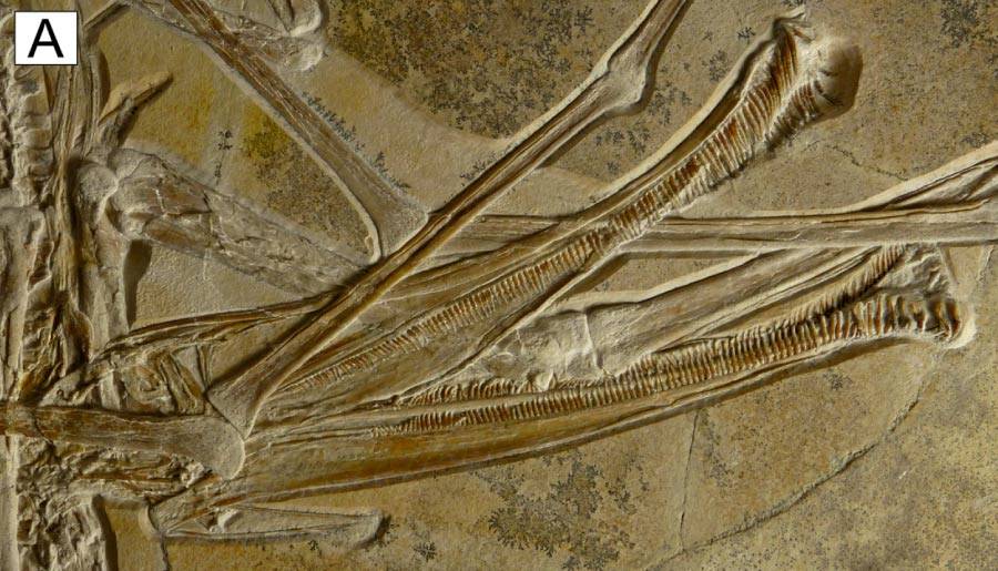 Close up of Balaenognathus maeuseri jaw bones and teeth