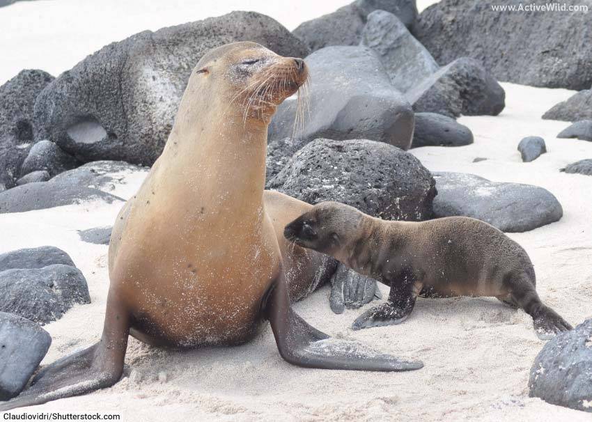 Galapagos Sea Lion with Pup