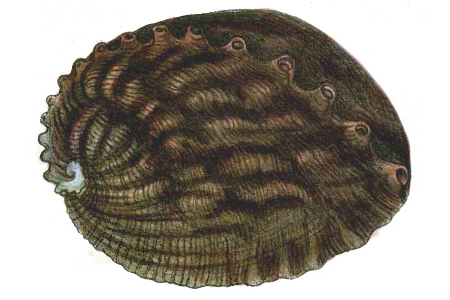 Giant Abalone
