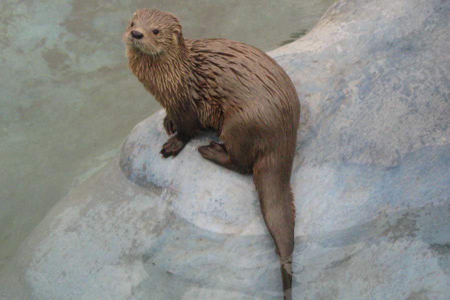 Marine Otter