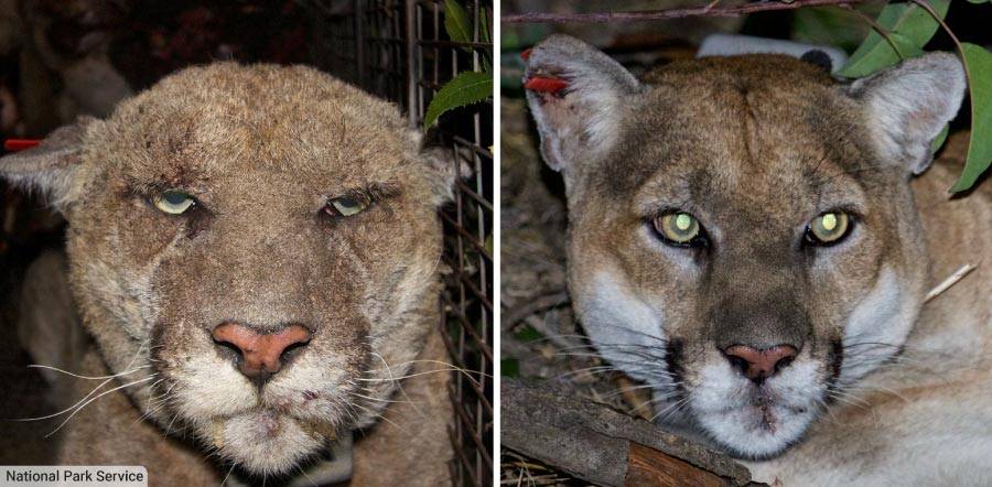 Puma P-22 Before And After Being Treated For Mange