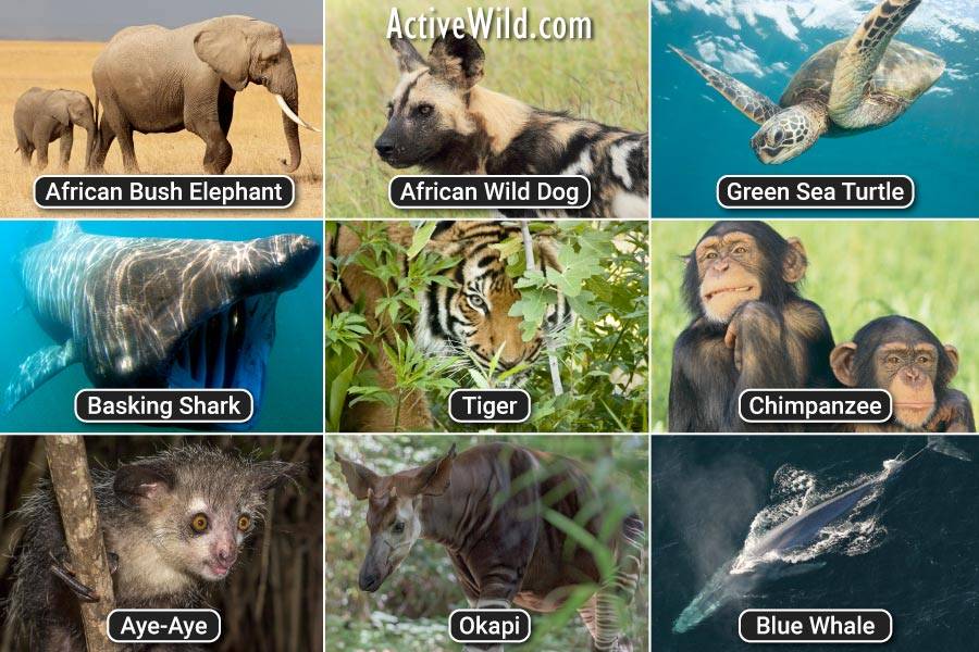 endangered animals pictures
