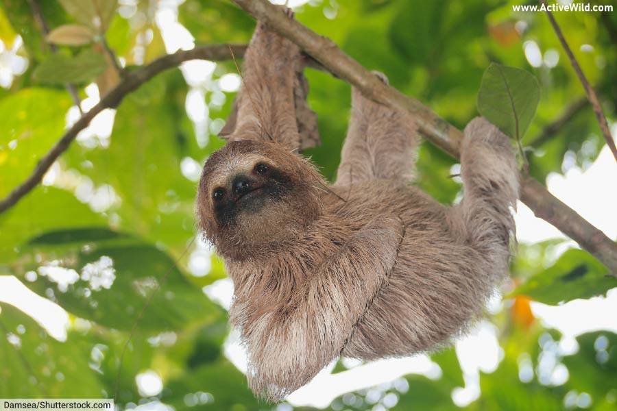 Brown Throated Sloth