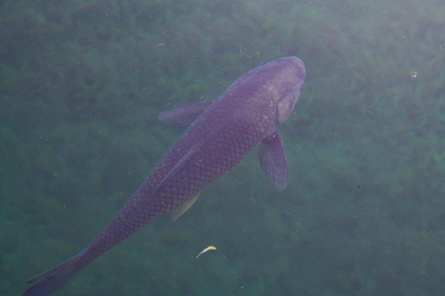 Grass carp