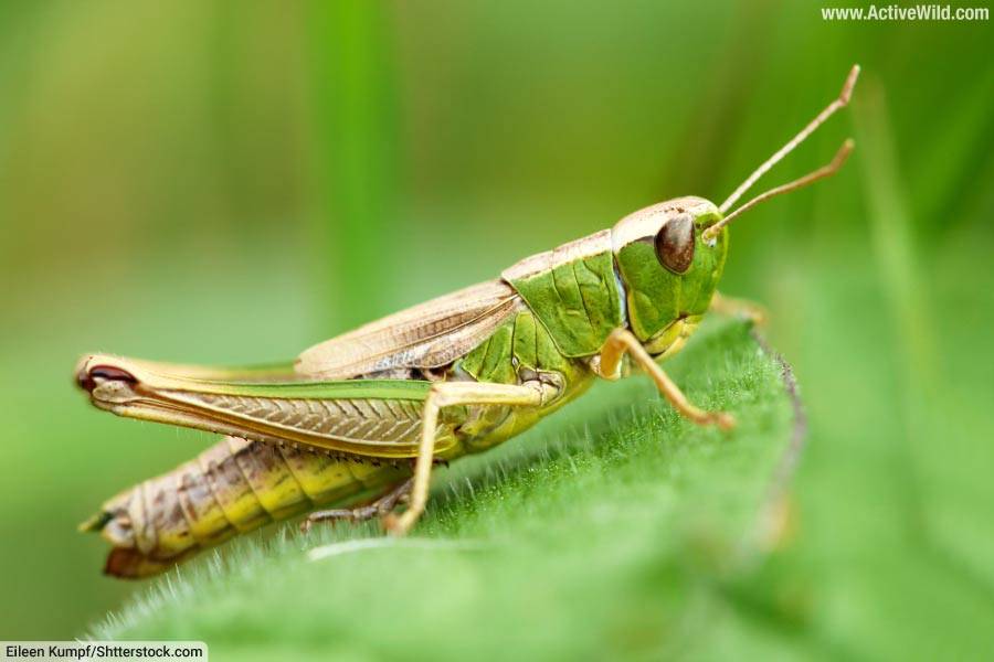 Meadow Grasshopper