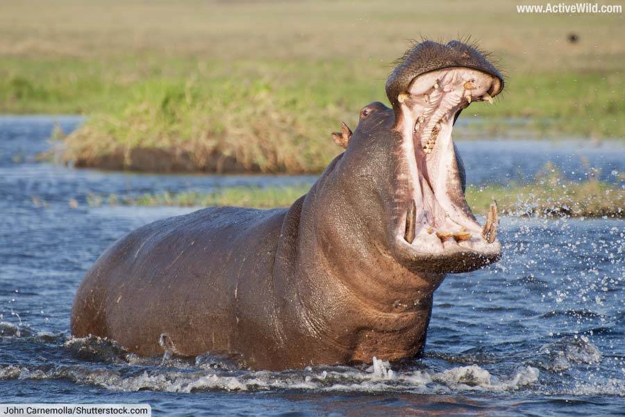 Hippopotamus in river